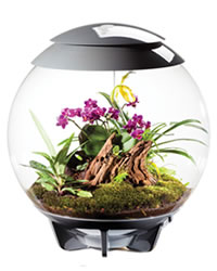 Plant in a sphere