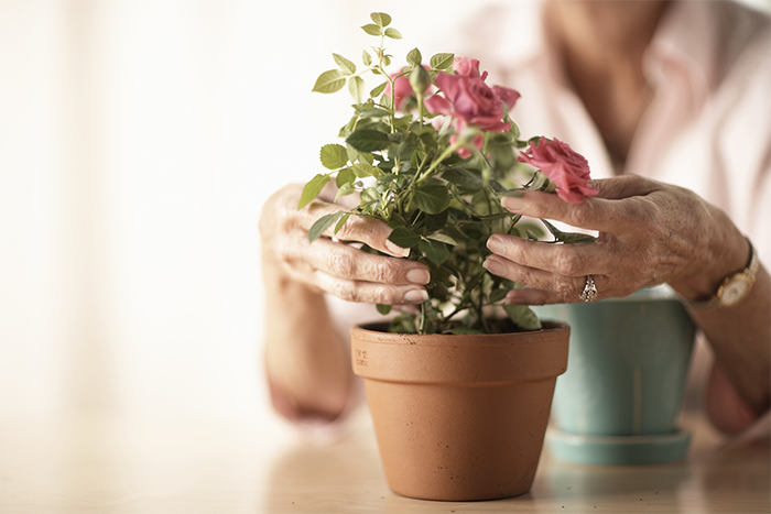 Roses inside a pot