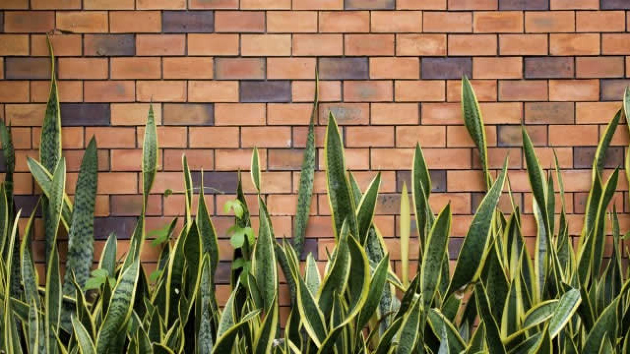 Invest in Plants for Noise Reduction - Ambius UK Blog