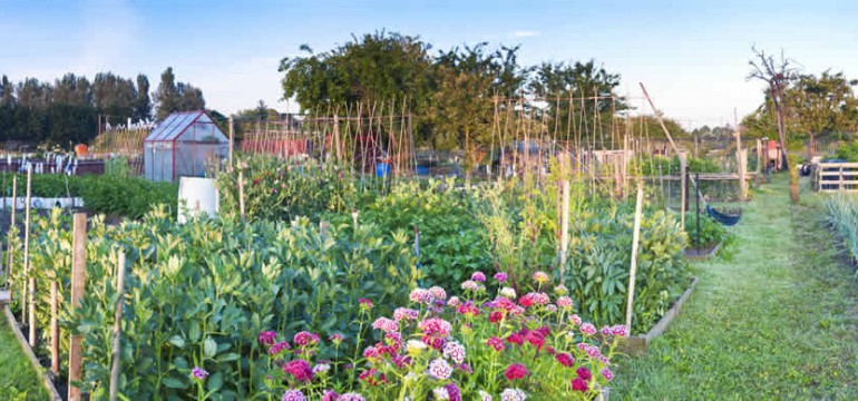 Corbyn’s allotment
