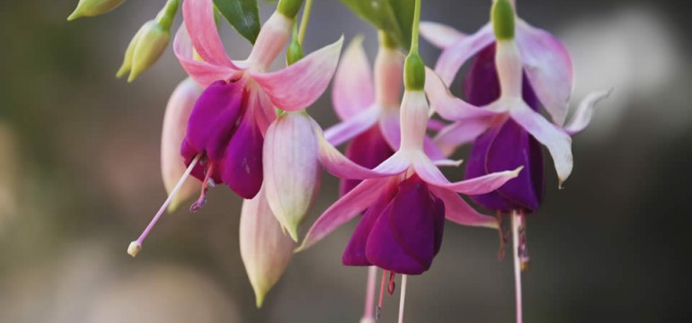 Fazed by a fuschia