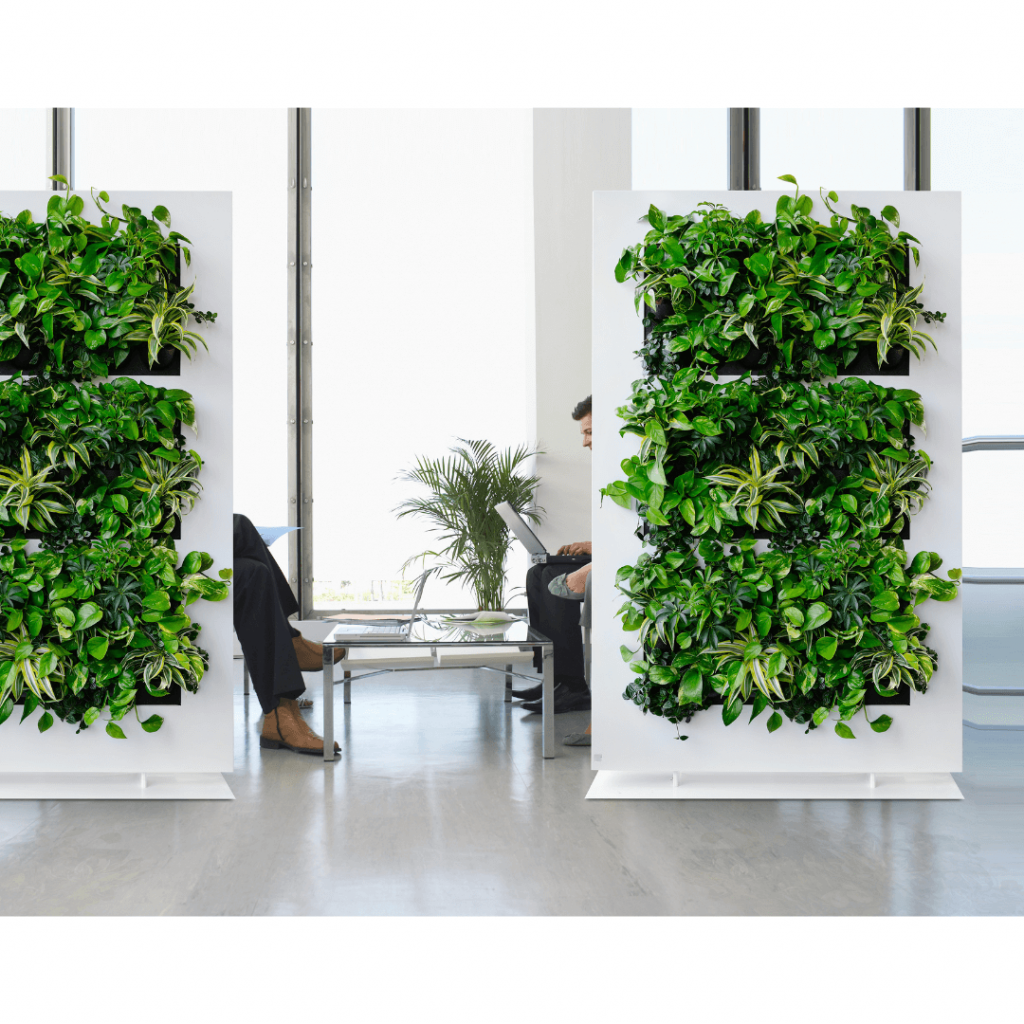 Planted Live Dividers in a workplace