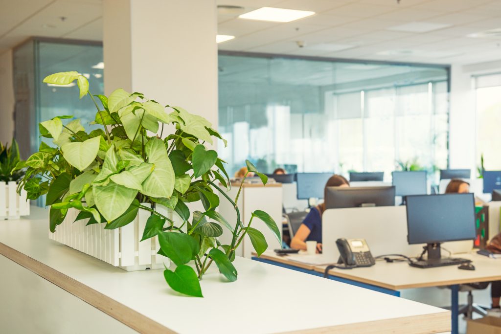 Indoor Plants in the office