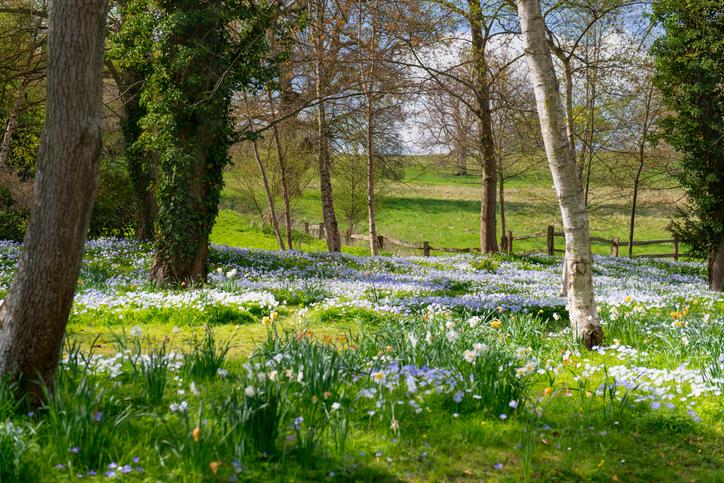 Wildlife Garden