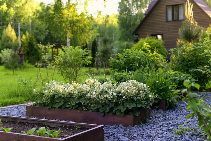 Gardens with outdoor plants
