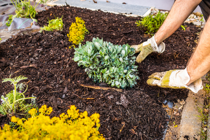 Person Gardening
