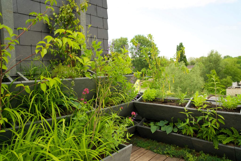Rooftop Garden