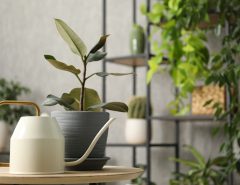 Indoor Plants With Watering Can To Improve and Maintain Plant Health