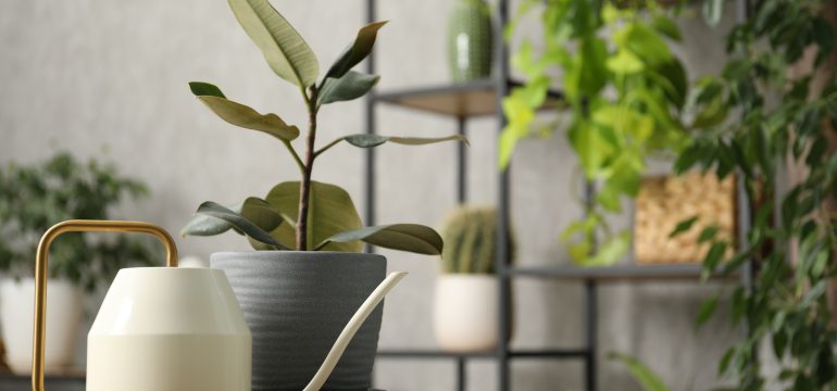 Indoor Plants With Watering Can To Improve and Maintain Plant Health