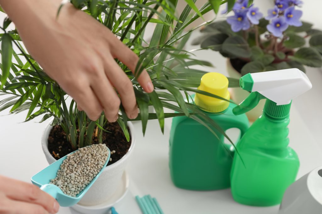 Plant With Fertiliser