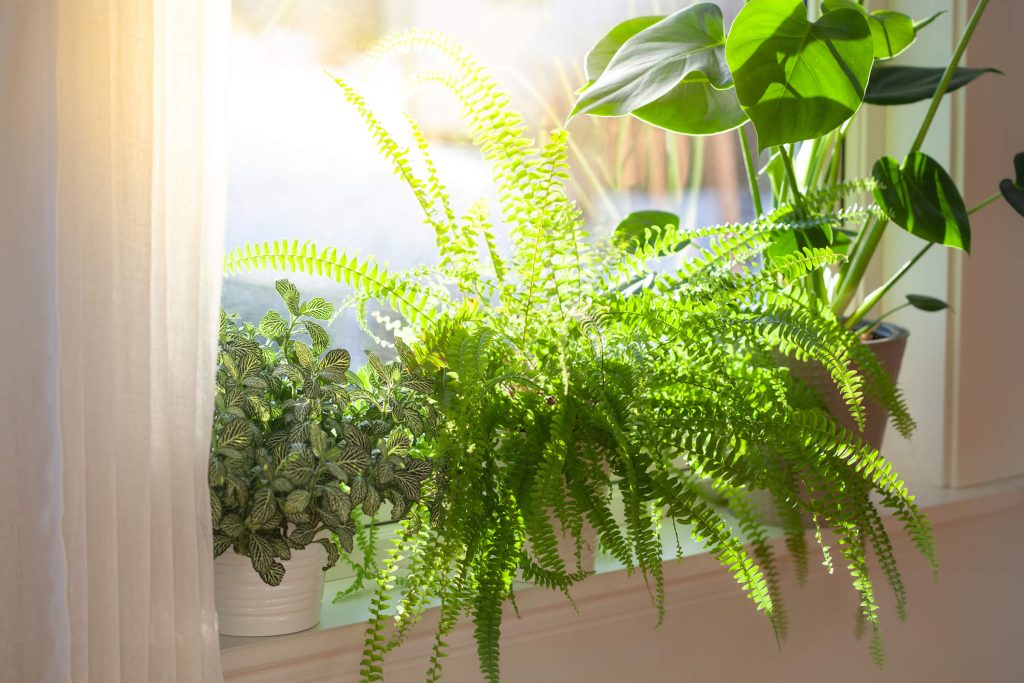 Plants Getting Sunlight
