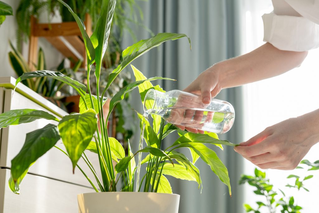 Plant Being Watered