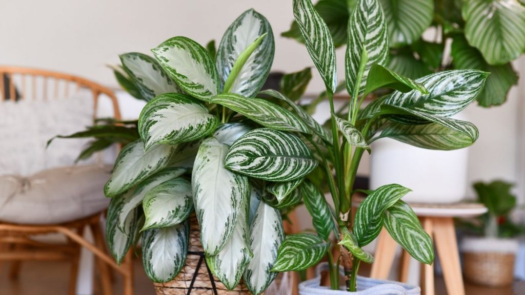 Two potted houseplants with large green and white variegated leaves sit indoors on a light wooden floor.