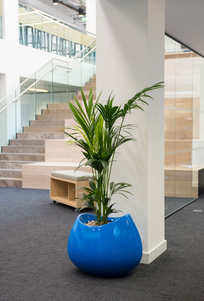 A tall green plant in a shiny, round blue pot sits on a dark carpet in a modern office.