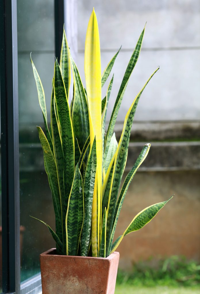 A potted snake plant sits by a window indoors, with a blurred outdoor background visible through the glass.