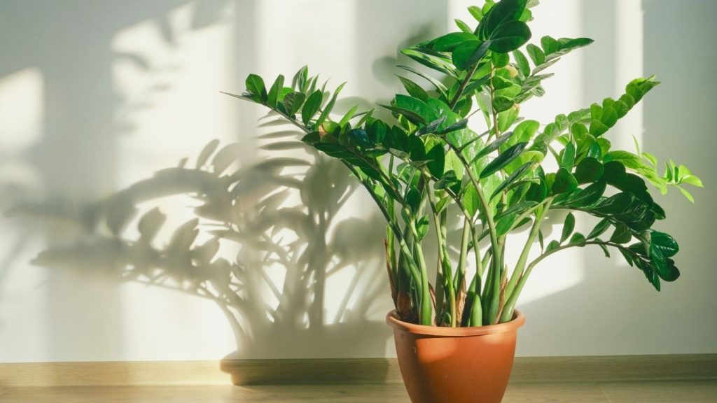 A healthy green ZZ plant in a brown pot sits on a wooden floor.