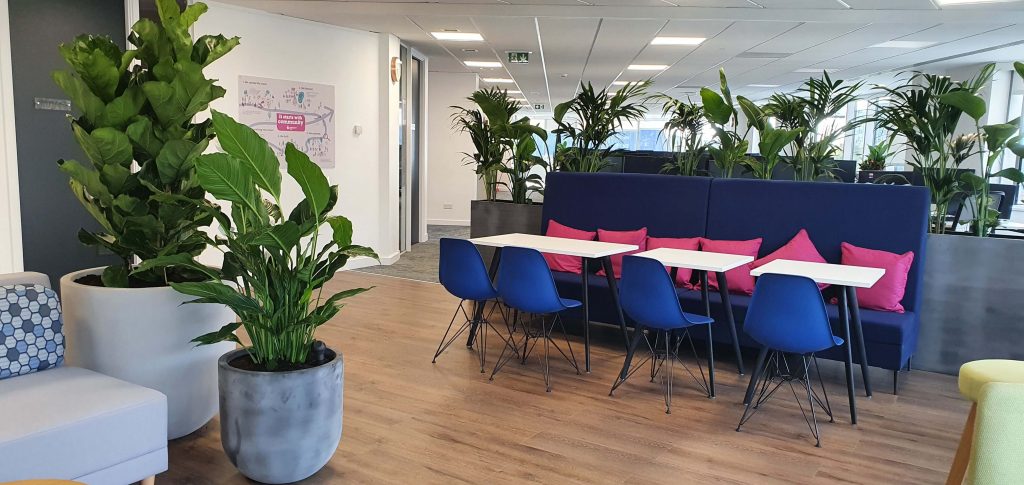 An office lounge with blue chairs, white tables, a dark blue sofa with pink cushions, large potted plants, and light wood flooring.