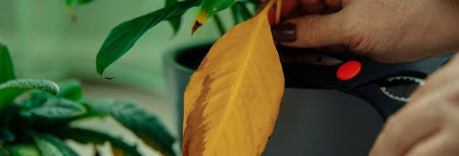 A person uses scissors to trim a large yellow leaf from a houseplant. The plant is in a pot, surrounded by greenery.
