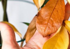 A hand holds several yellow and brown leaves on a plant, while some green leaves are visible in the background.