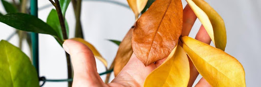 A hand holds several yellow and brown leaves on a plant, while some green leaves are visible in the background.