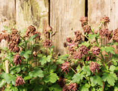 outdoor plants suffering in a heatwave
