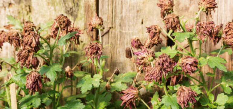 outdoor plants suffering in a heatwave