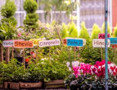 Potted herbs and flowers in a nursery, with plant markers labeled Yerba, Stevia, Citronela, Perejil, and Hinojo.