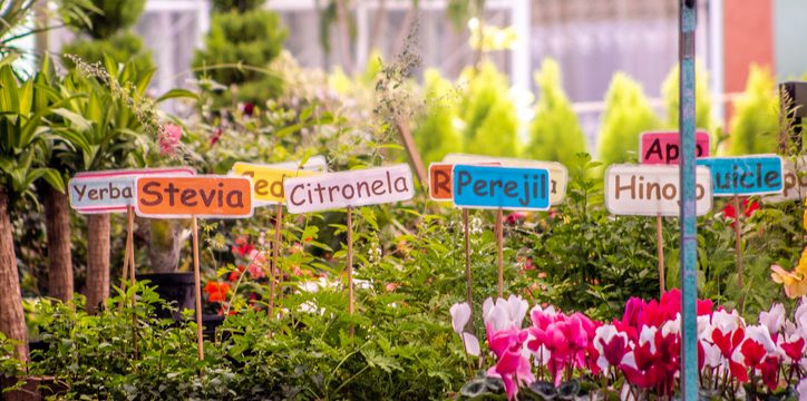 Potted herbs and flowers in a nursery, with plant markers labeled Yerba, Stevia, Citronela, Perejil, and Hinojo.