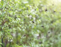 A swarm of gnats flying in front of green foliage.