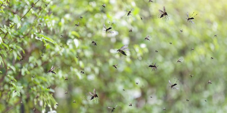 A swarm of gnats flying in front of green foliage.