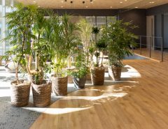 A collection of potted indoor plants in woven baskets arranged on a section of gray carpet next to a wood-floored office space.