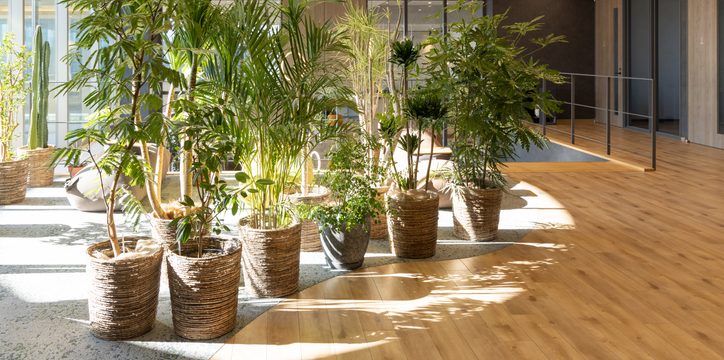 A collection of potted indoor plants in woven baskets arranged on a section of gray carpet next to a wood-floored office space.